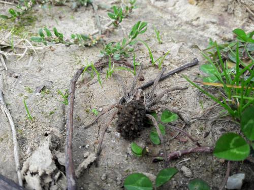 Hogna radiata